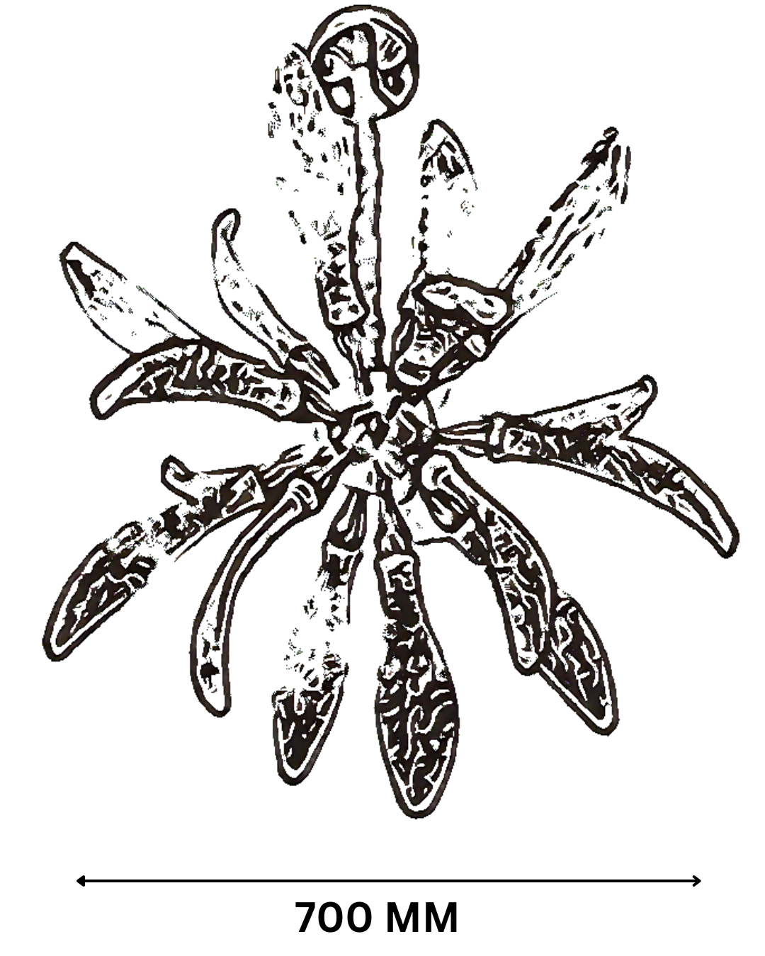 Aurora Leaf
