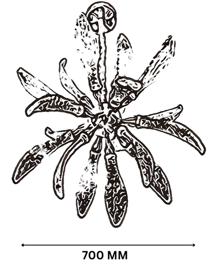 Aurora Leaf